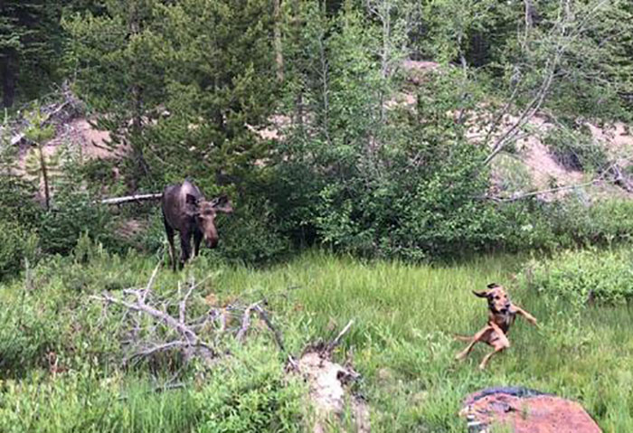 dog see moose for the first time