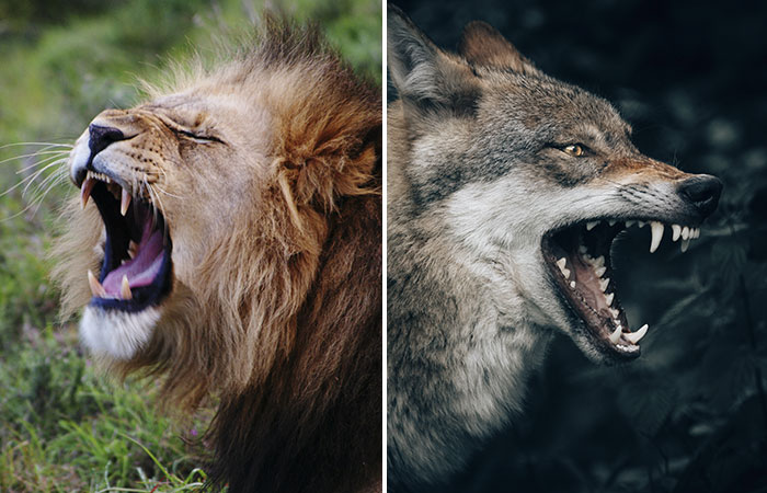 lion vs wolf