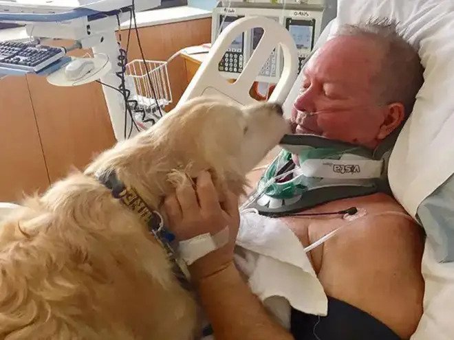 dog saves owners life by laying on him