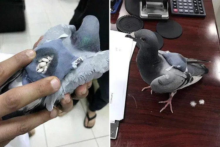pigeon with drugs