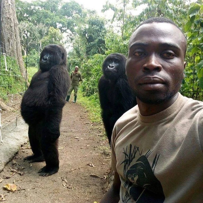 gorilla selfie