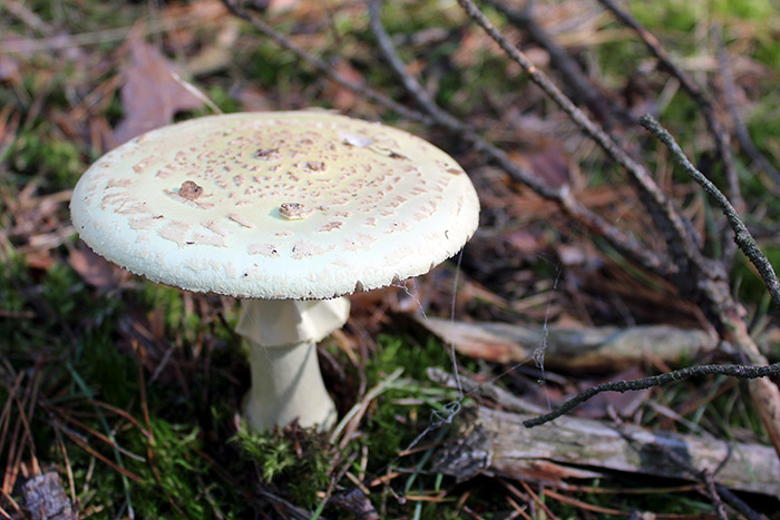 death cap mushroom