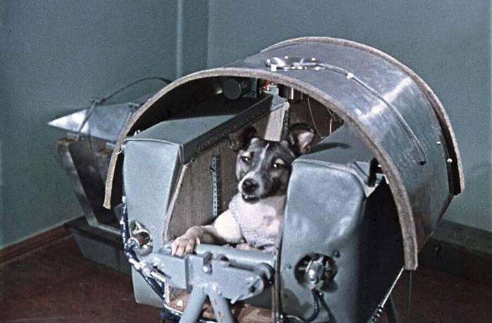 Laika - Space Dog